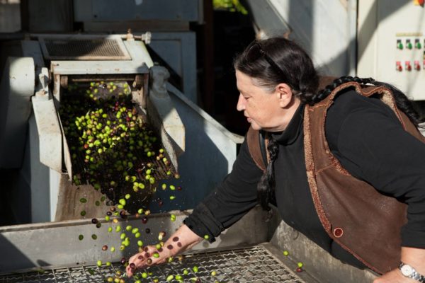 DOP Olive Oil Tour from Rome - Day Trips from Rome, Italy