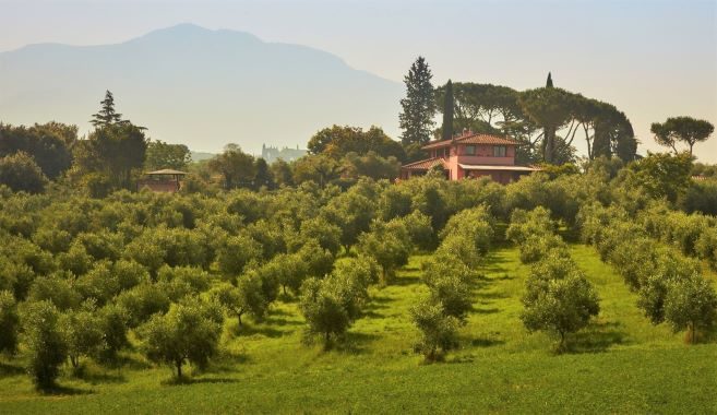 la cucina sabina olive groves, rome