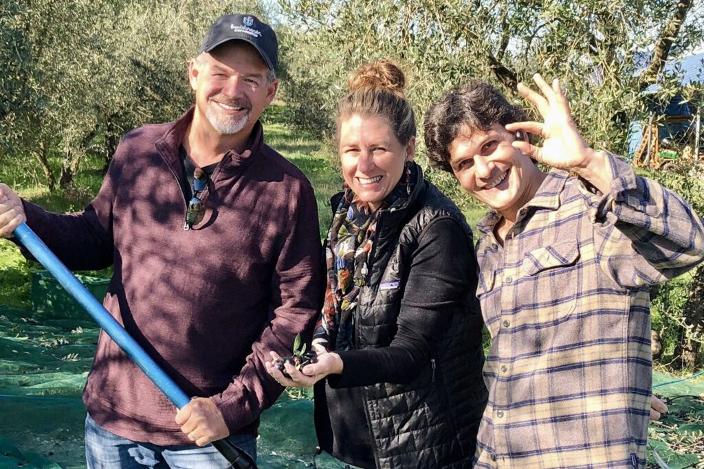 sabina olive harvest